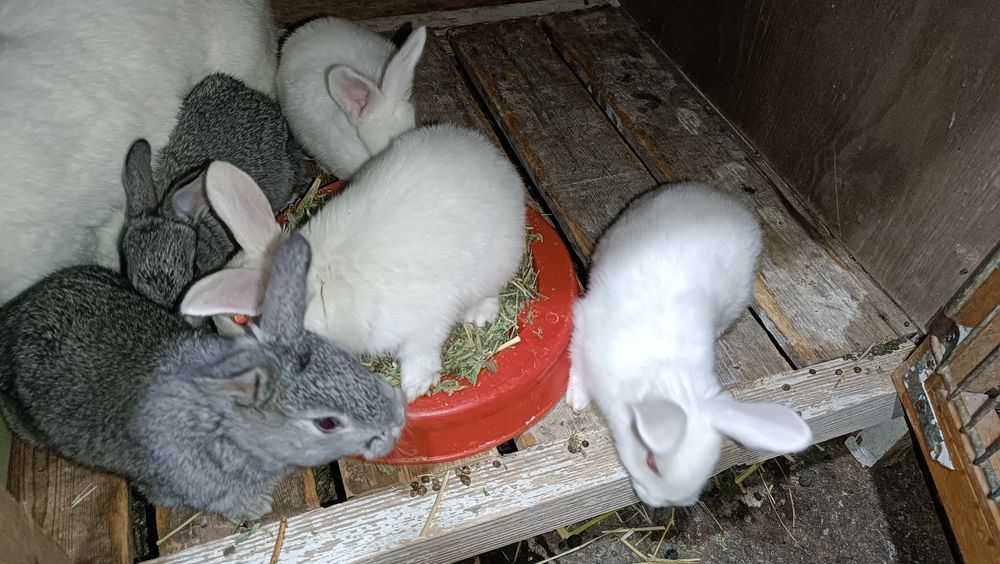 Quyonchala sotiladi 1 oyli ovqat yidi