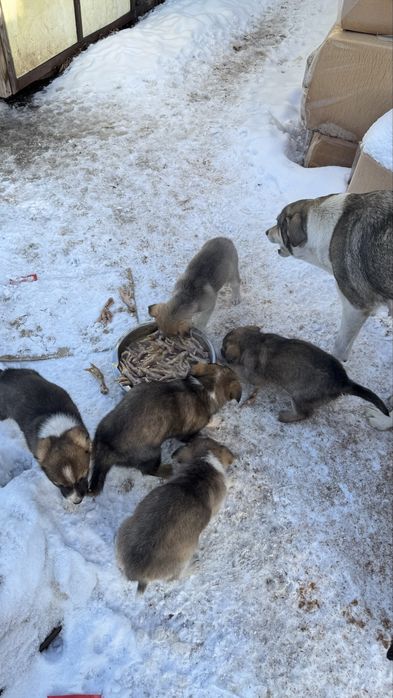 Щенки в добрые руки