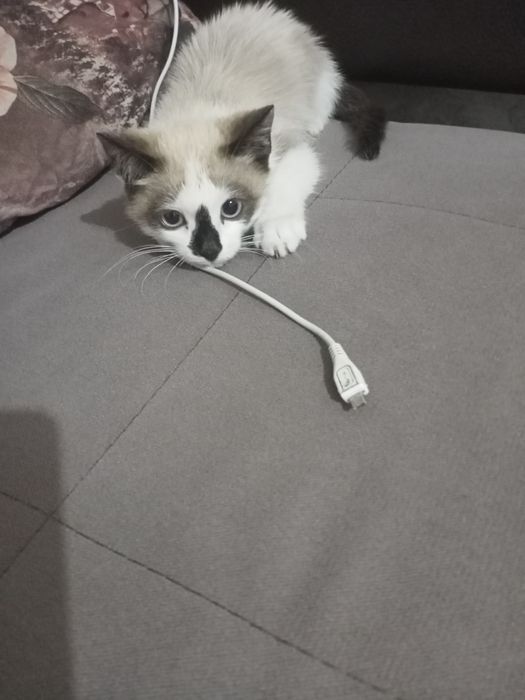 Отдам в хорошие руки