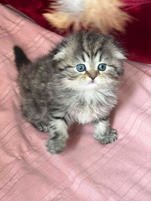 Watlandski heylnd fold