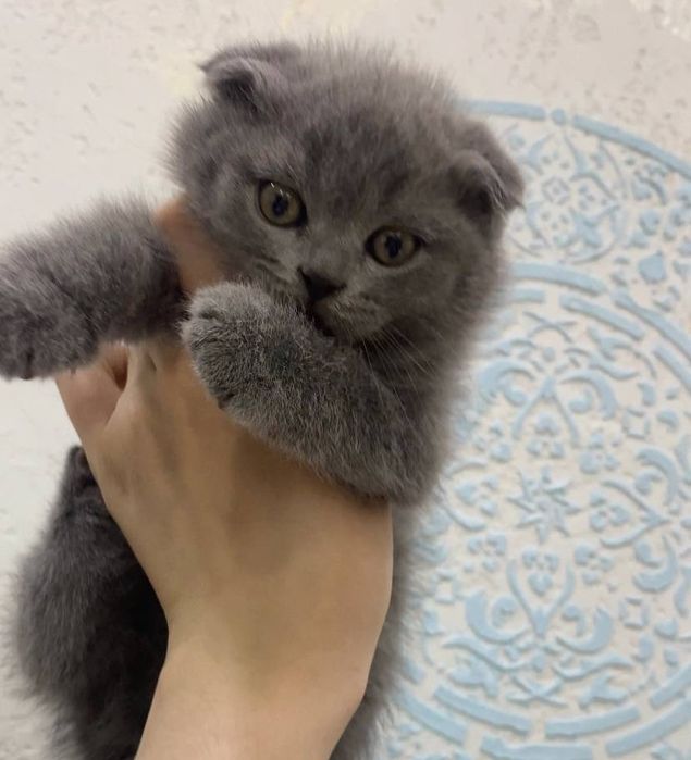 Erkak Scottish Fold / British zotli mushukcha sotiladi