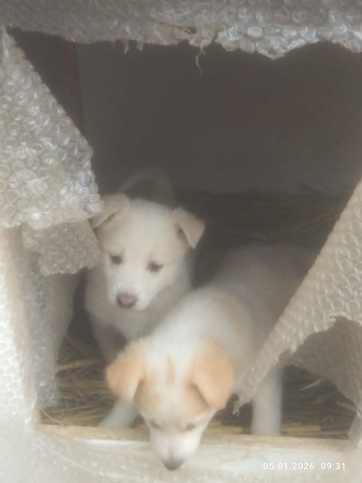 Отдам щенков 2 месяца