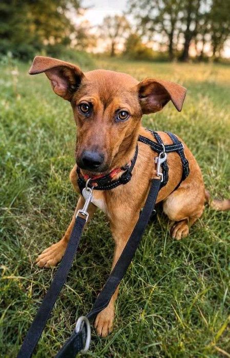 JODA, un câine mascul metis care a fost adoptat.