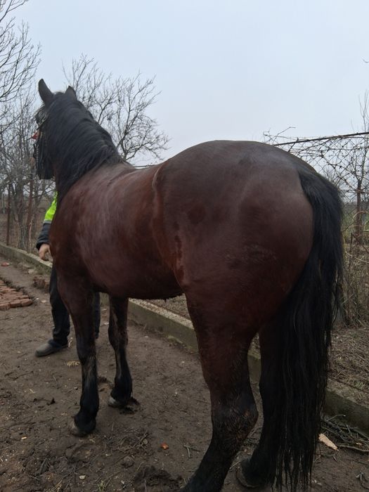 Vând iapă de 4 ani