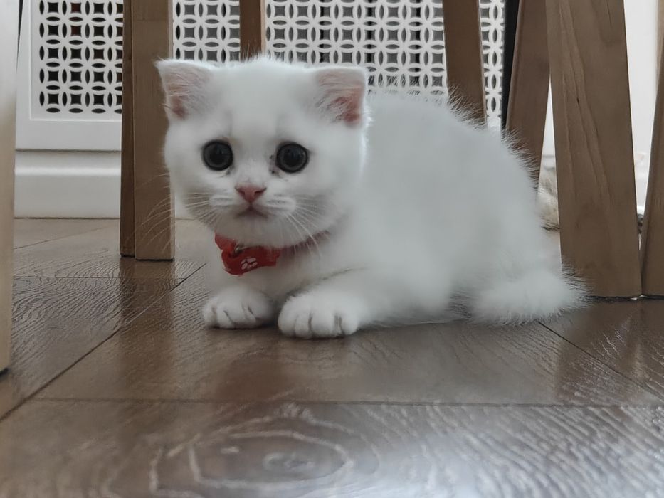 Продам породистых котят 1,5 - 2 месяца, шотландских котят