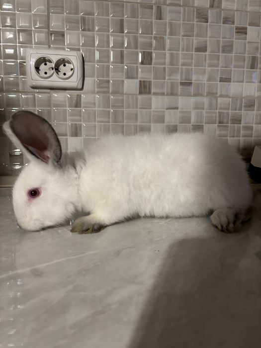 Vând iepuri mici californian+uriaș de transilvania