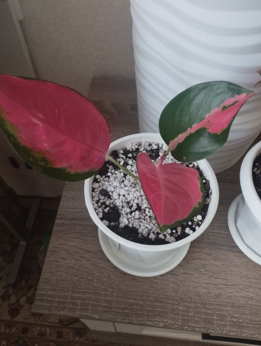 Комнатные цветы: аглаонема, район Евразии