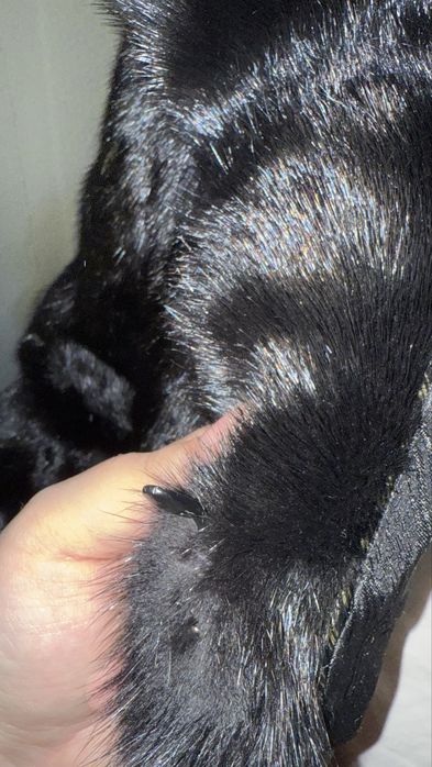 Шуба Норка Размер 50-52