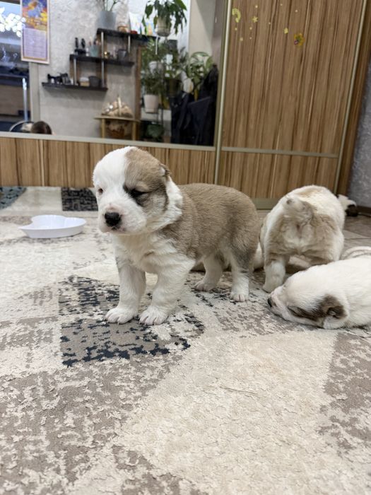 Продам щенят алабая