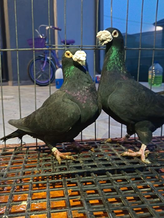 vând porumbei voiajori italie si duduros