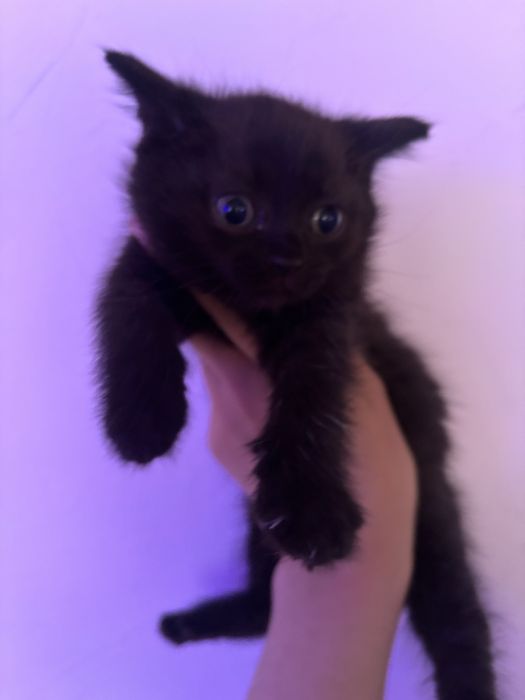 котята бесплатно.