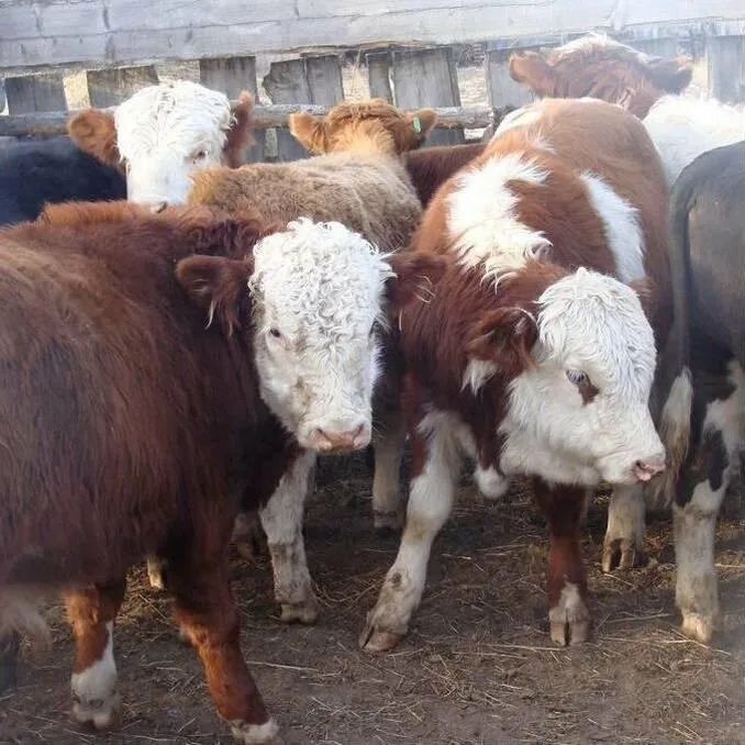 Быки годовалые , оптом