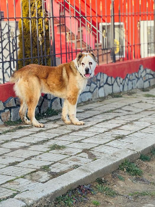 Алабай мъжки кучето е с родословие