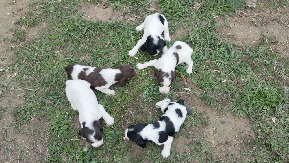 Щенки русского спаниеля !