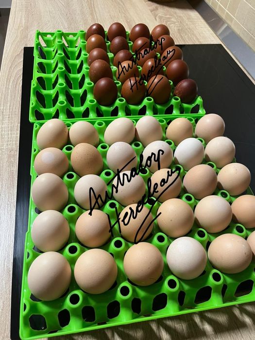 Oua pentru incubat si pui