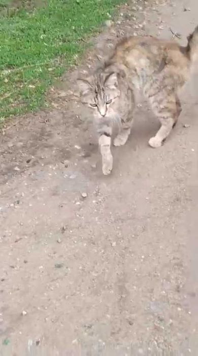 Появилась кошка. Чья?
