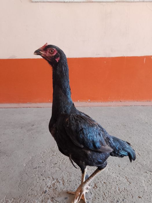 Зор мекен сатылады