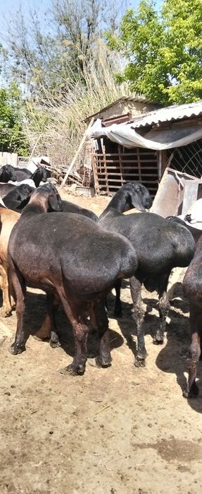 Кисары кошкар сатлады