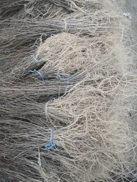 Puieți de salcâm frasin paltin fag carpen mesteacăn tei brad pin molid