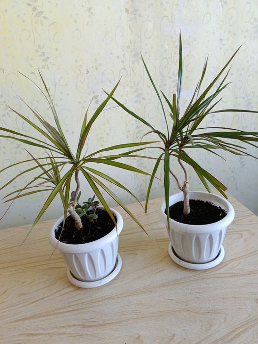 Продам цветок драцена