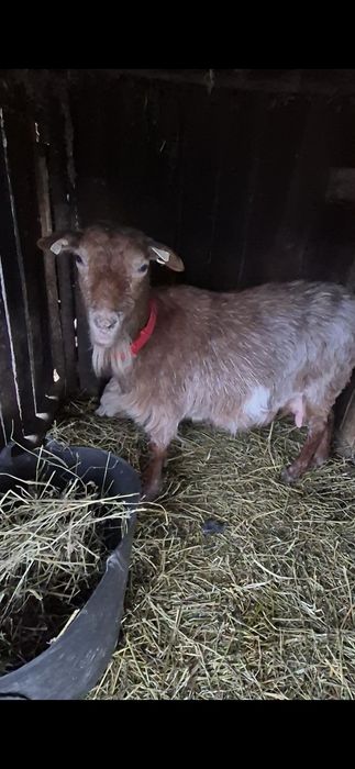 Capră cu ied și ieduță