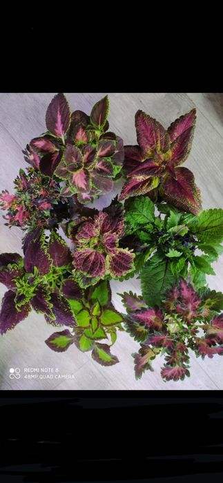 Колеусы вегетативные