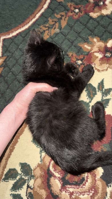 мушук боласи бепул