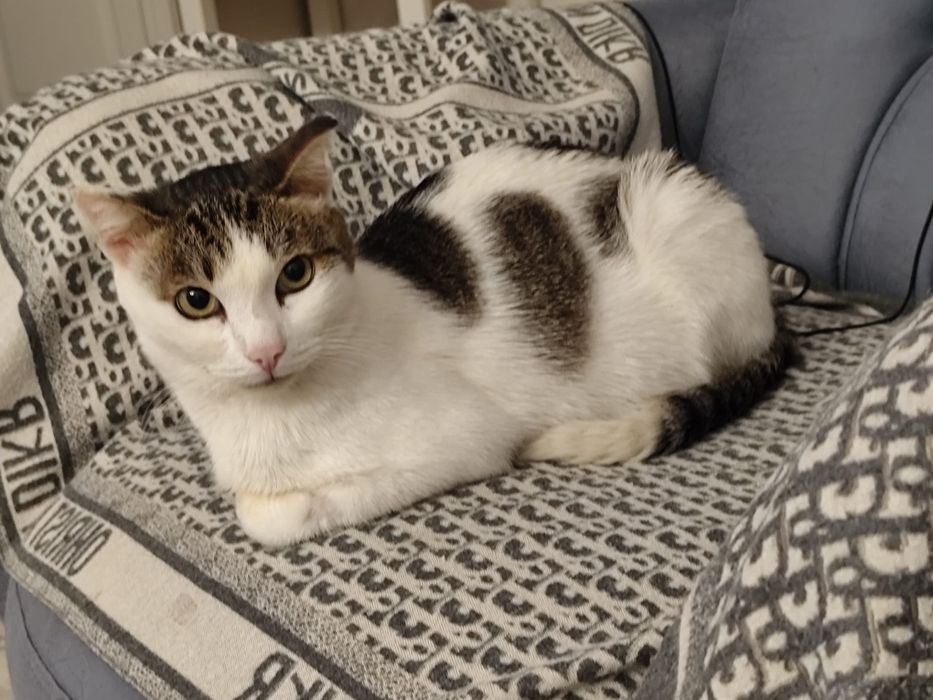 Котик в добрые руки