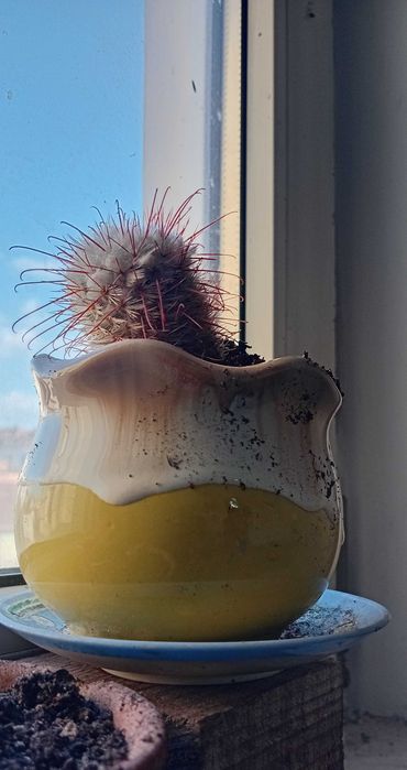 Кактус кактус кактус