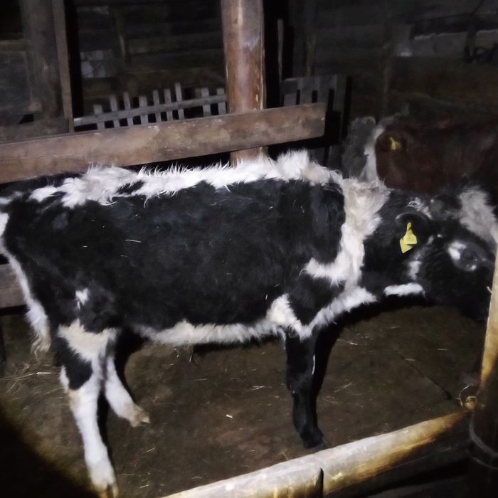 Продам или обмен на эндура