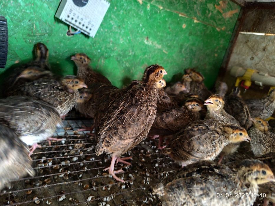 Перепела 16 дней, бөдене 16 күндік