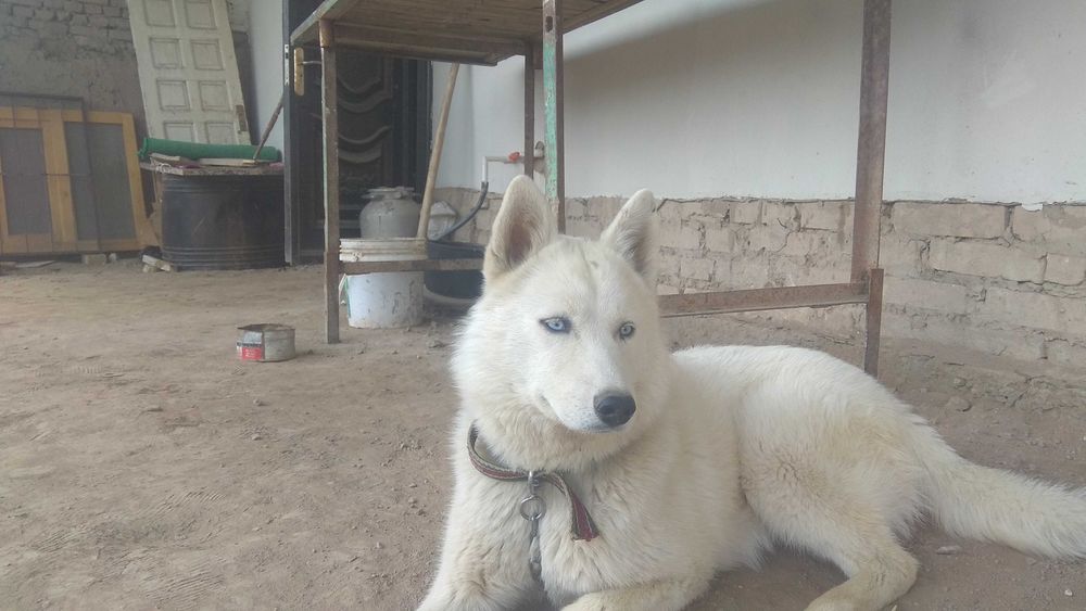 Сибирский хаски йуколди