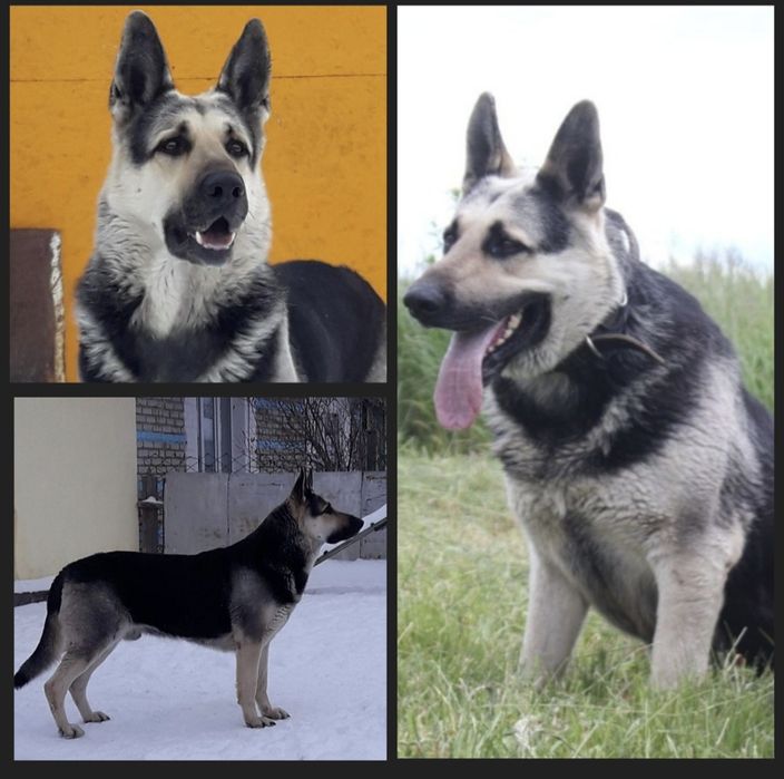 Щенки Восточноевропейской овчарки