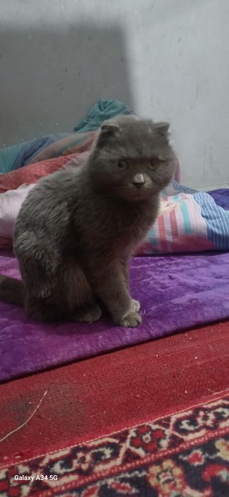 Британские мушук