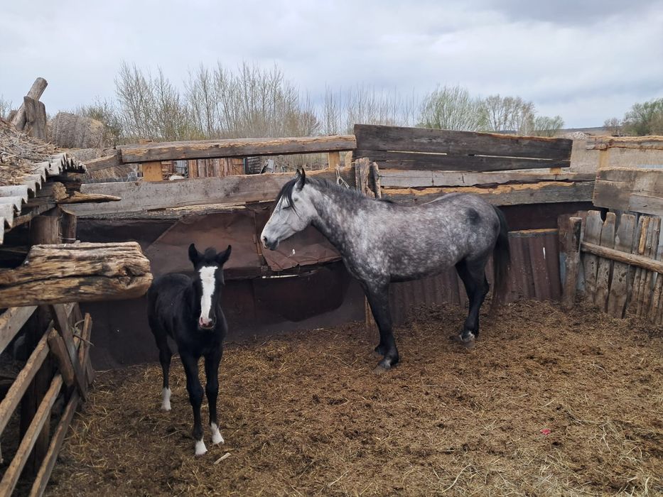 Продам лошадь с жерибенком