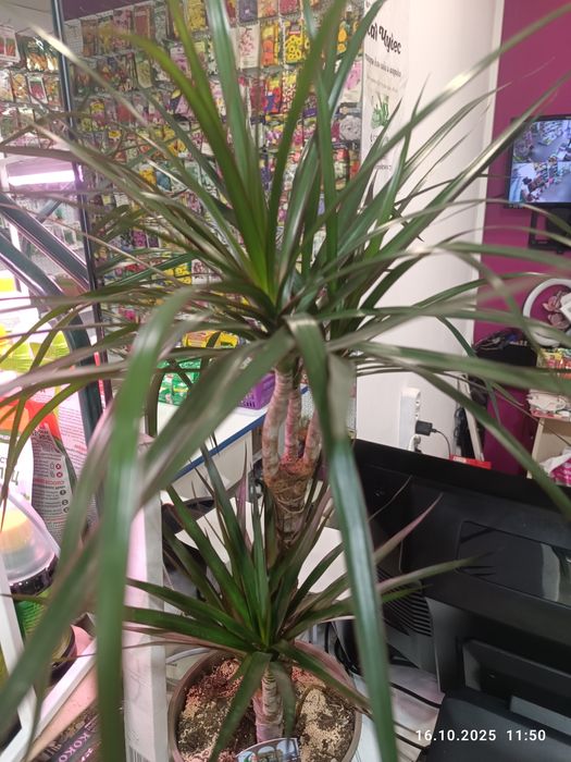 Продам комнатные цветы