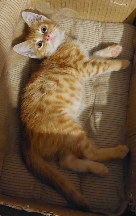Подарявам мъжко котенце