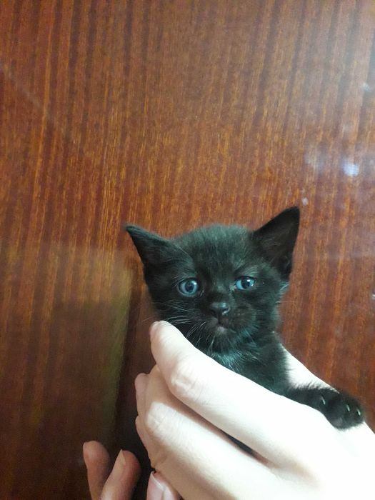 Уникальные котята