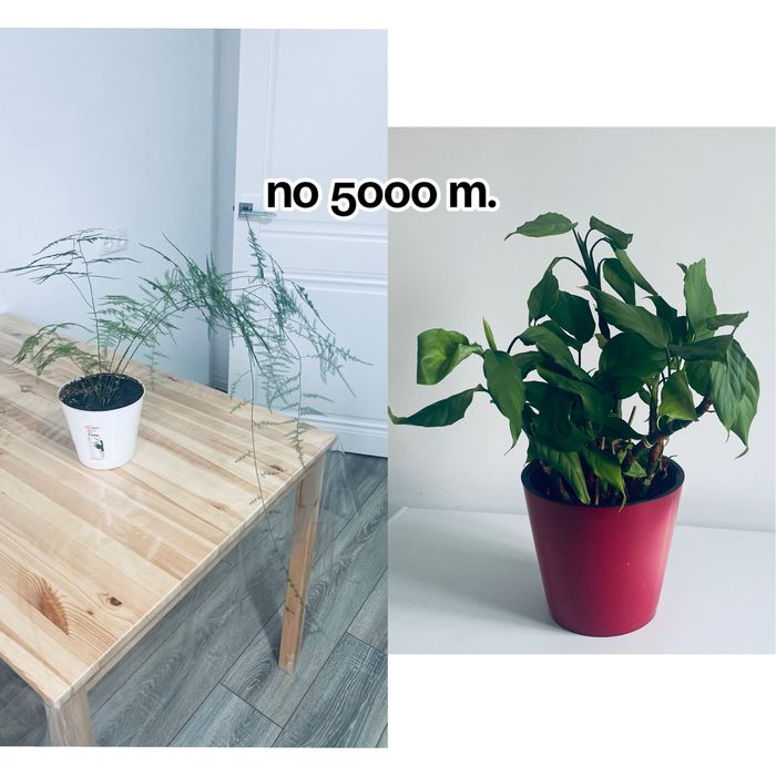 Цветы домашние цветущие