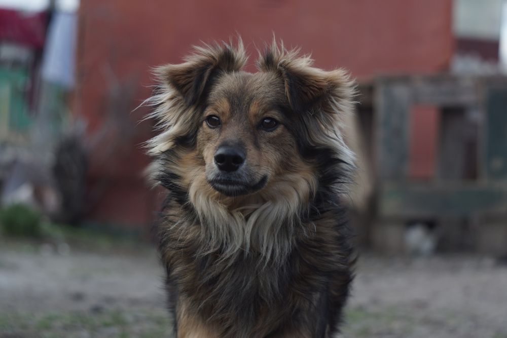 Львёнок во плоти собаки