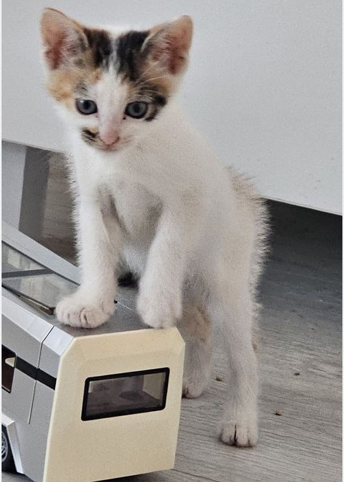 Pisica de adoptat