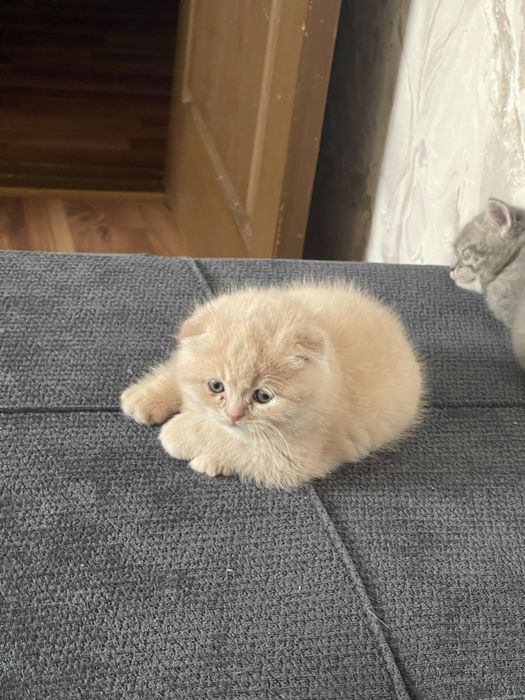 Котенок скотиш фолд