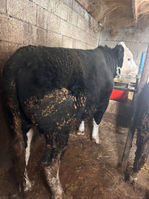 Продам бычков с откорма