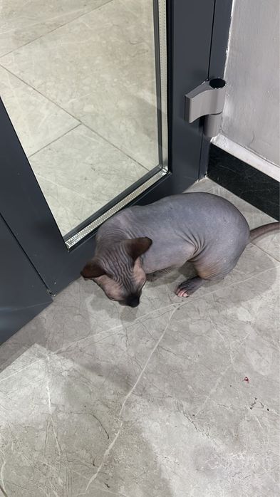 кот породы сфинкс