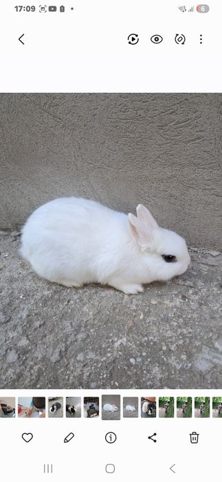 Schimb.. Femela Hotot cu Mascul Hotot