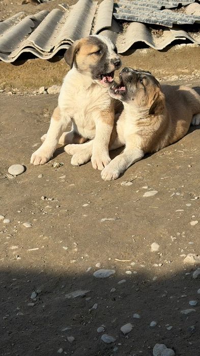 Щенки алабая 1 месяц 8 дней