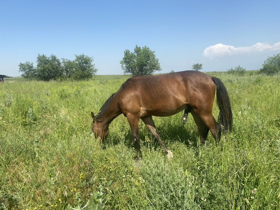Жылкы тайлар сатылады