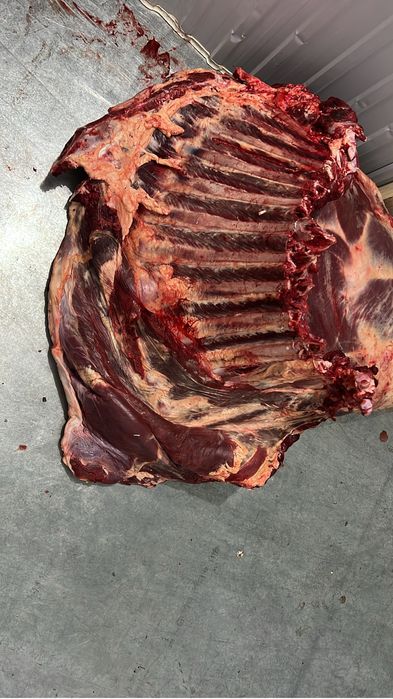 Продам мясо говядины тушами