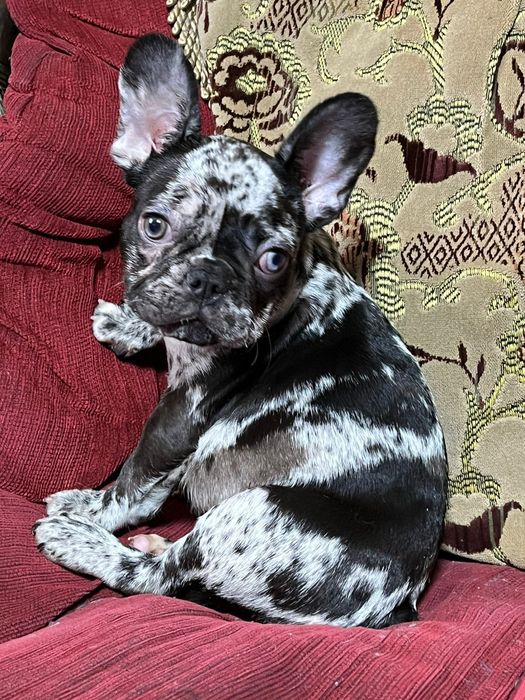 Французские бульдоги девочки и мальчики