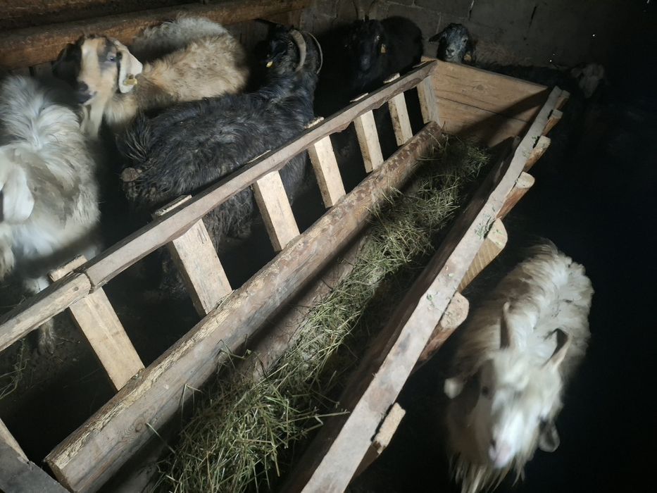 Продам коз 11 штук